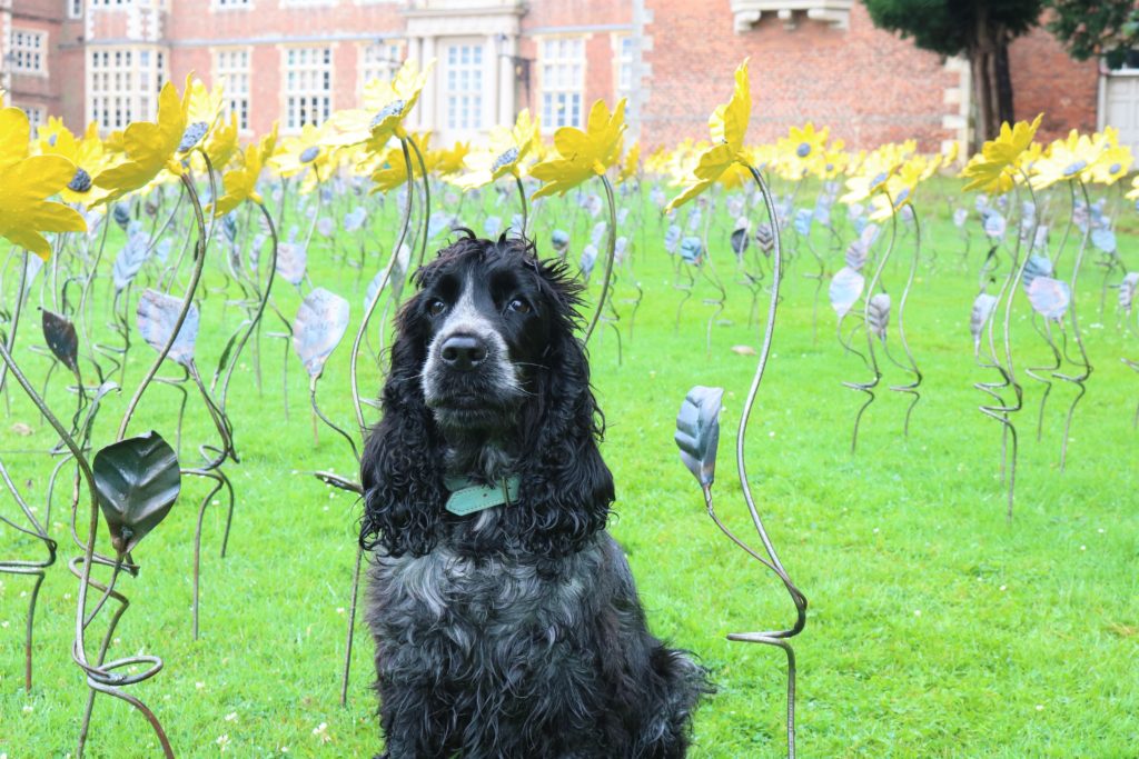 Fobia muñeca juego Dog Friendly East Yorkshire: Burton Constable Hall – woofwagwalk.co.uk