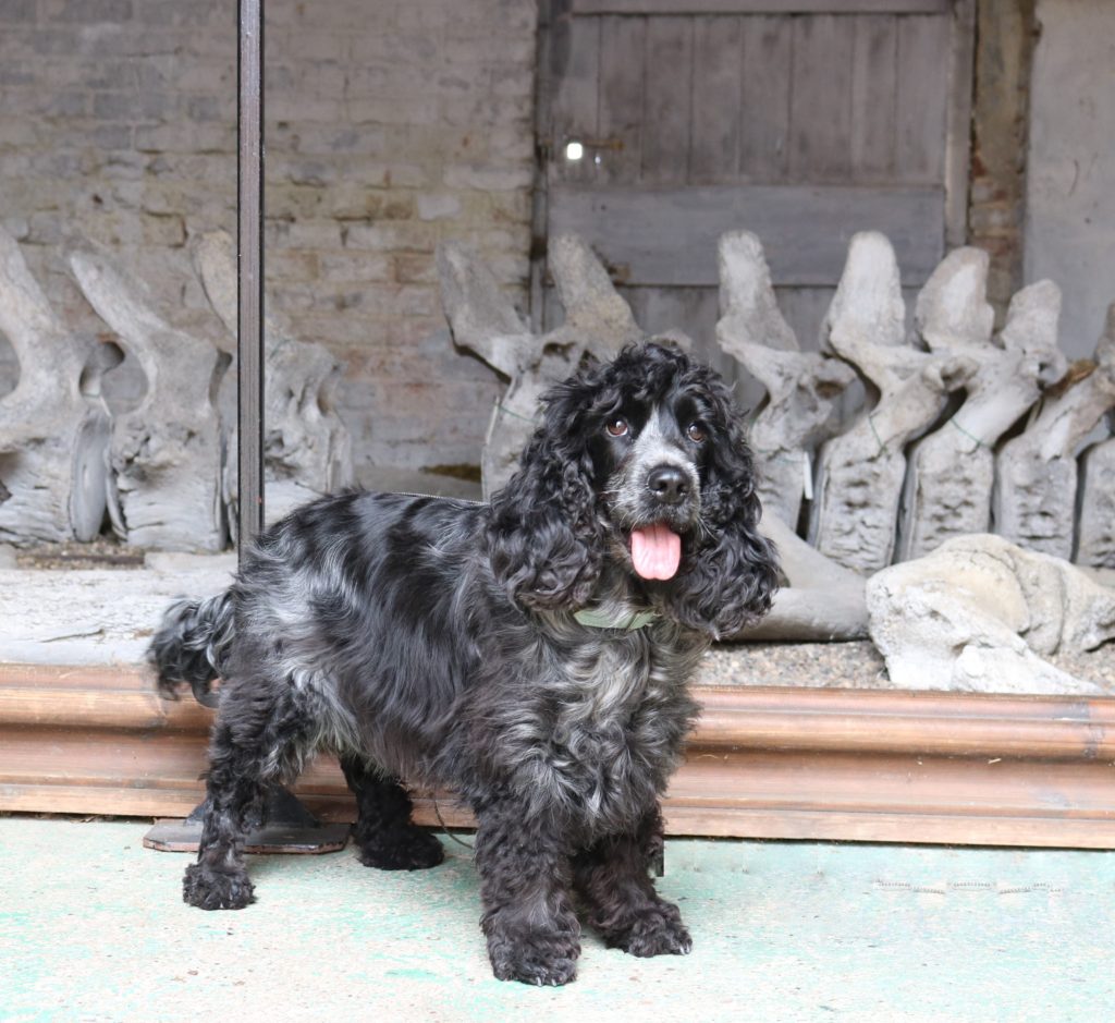Fobia muñeca juego Dog Friendly East Yorkshire: Burton Constable Hall – woofwagwalk.co.uk