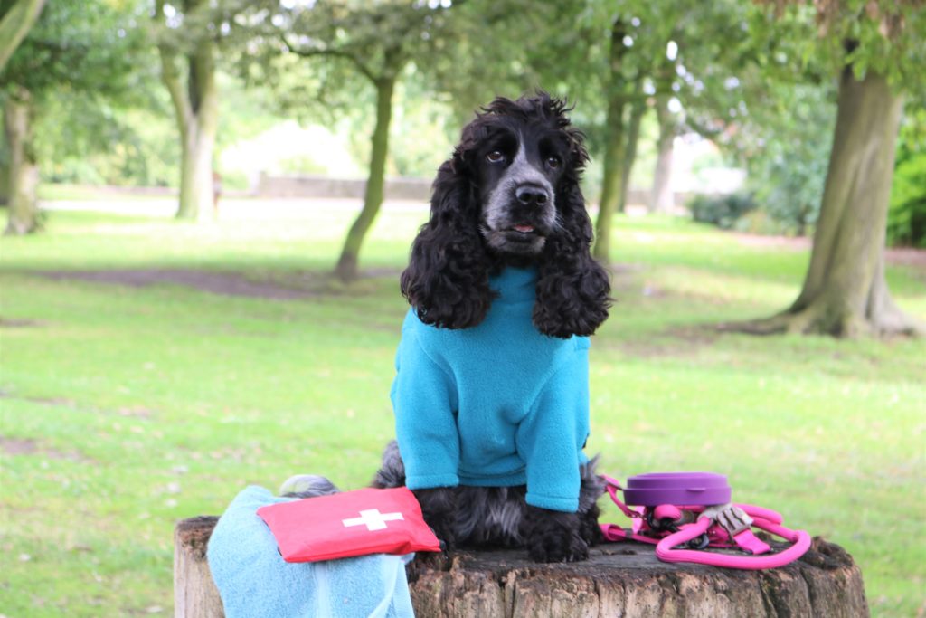 What to Pack For A Dog Friendly Holiday – woofwagwalk.co.uk
