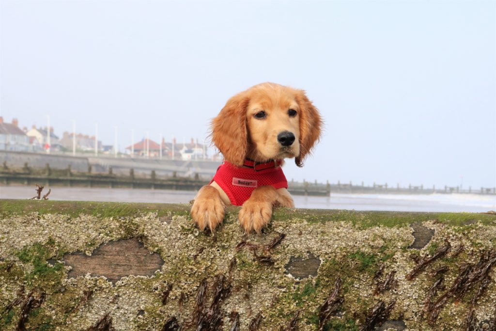 is hornsea beach dog friendly