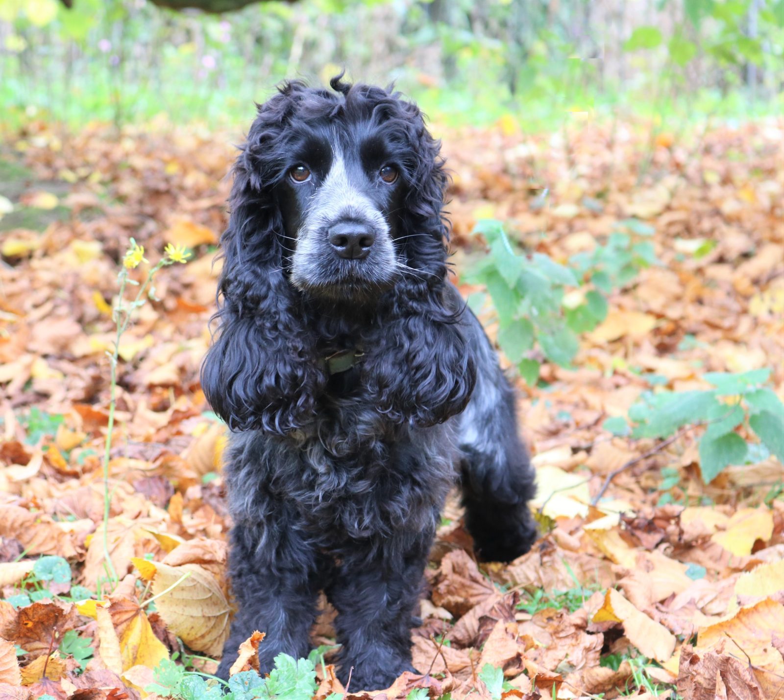 Crufts Cocker Spaniel Merchandise – The Pawfect Present! – woofwagwalk