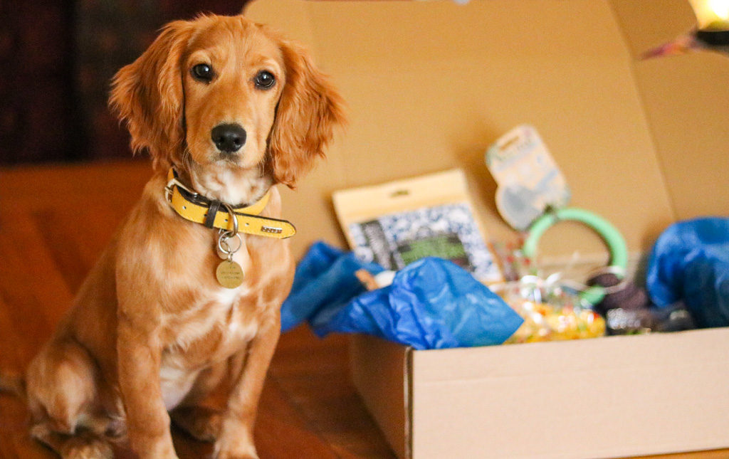 pet subscription box uk