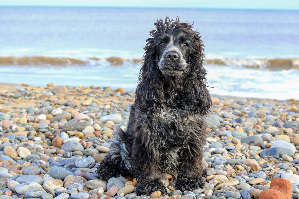 can dogs go on beaches