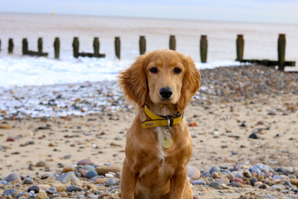 is hornsea beach dog friendly