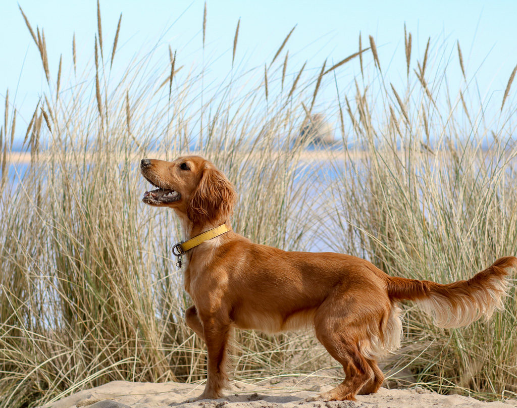 undocked cocker spaniel