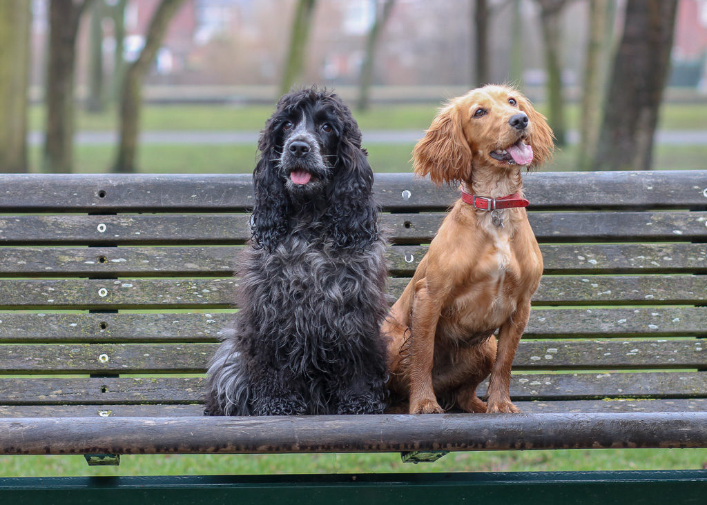 working cocker spaniel