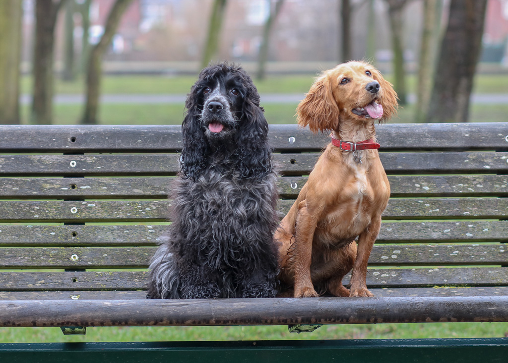 working and show cocker spaniel