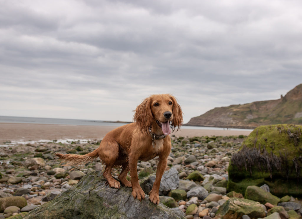 does filey beach allow dogs