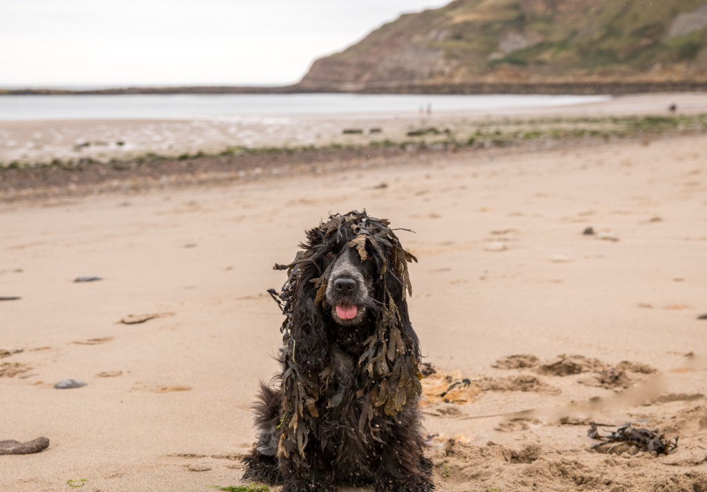 does filey beach allow dogs