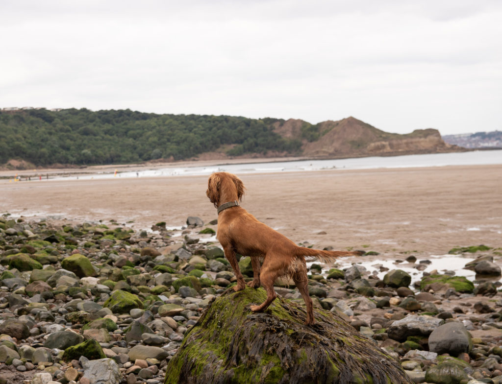 does filey beach allow dogs