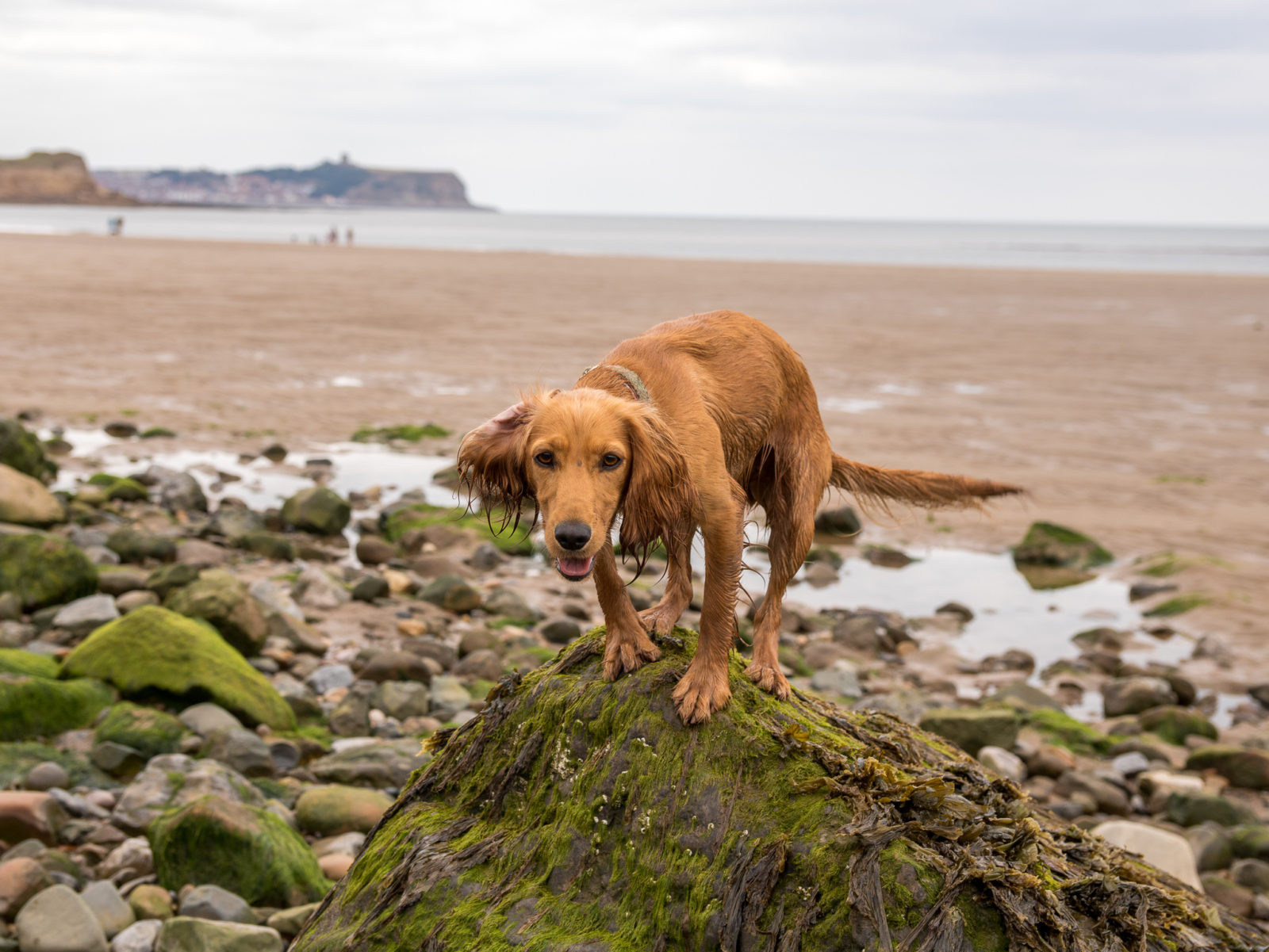 does filey beach allow dogs