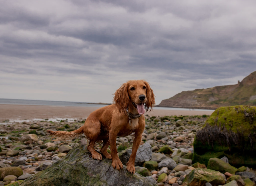 can you take dogs on beaches