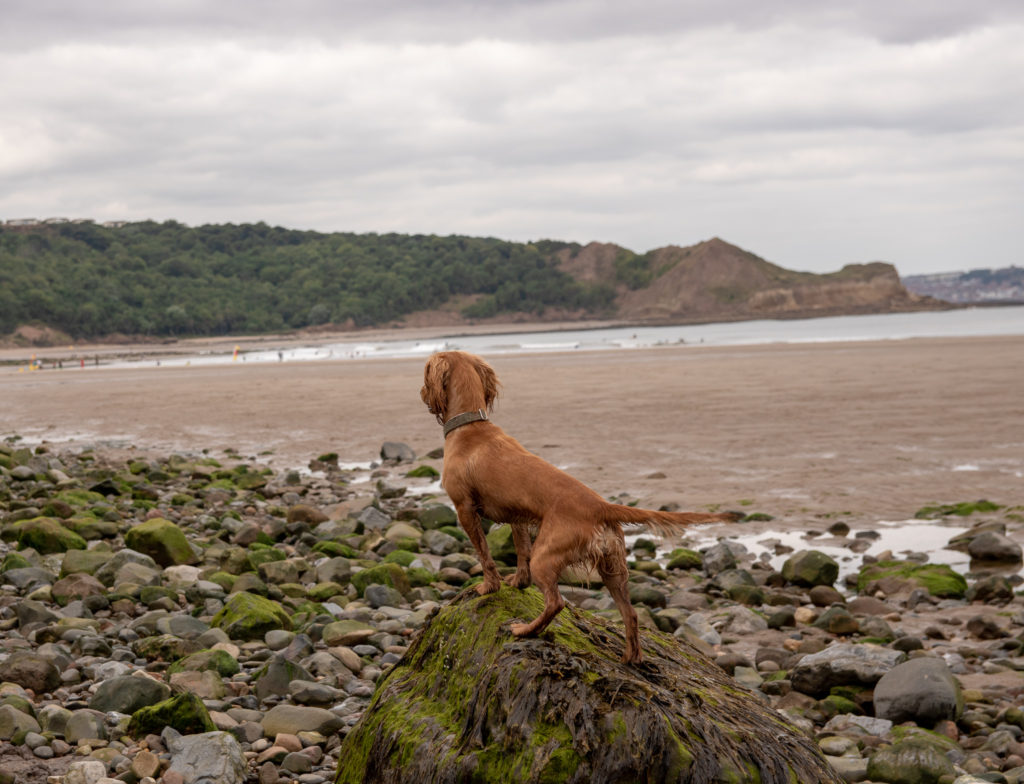 can dogs go on beach at scarborough