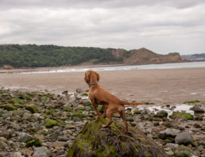 Our Top 10 Dog Friendly Beaches in Yorkshire – woofwagwalk.co.uk