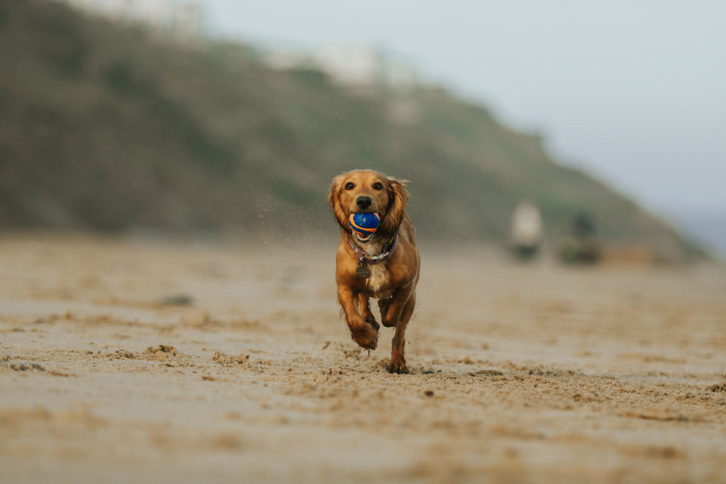 can dogs go on beaches