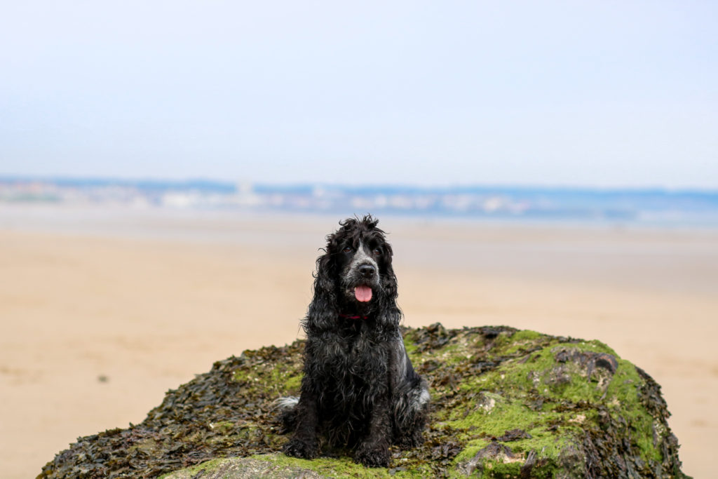 can you take dogs on beaches