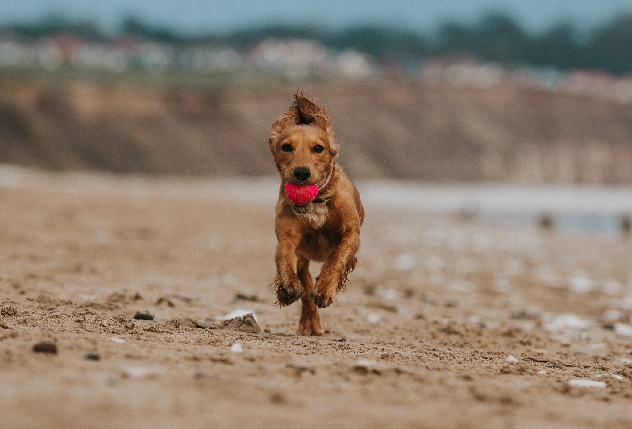 Our Top 10 Dog Friendly Beaches in Yorkshire – woofwagwalk.co.uk