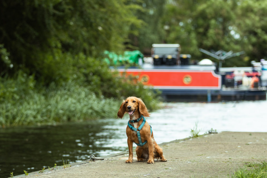 dog walks near me with pub