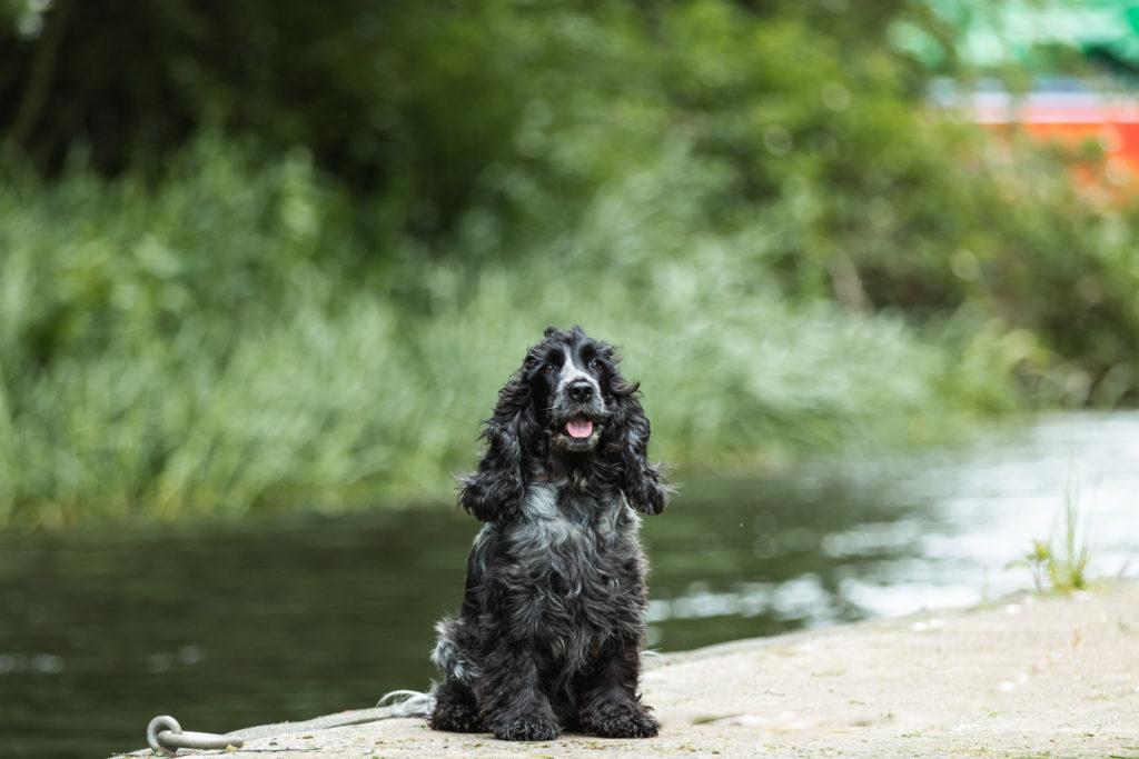 dog walks near me with pub