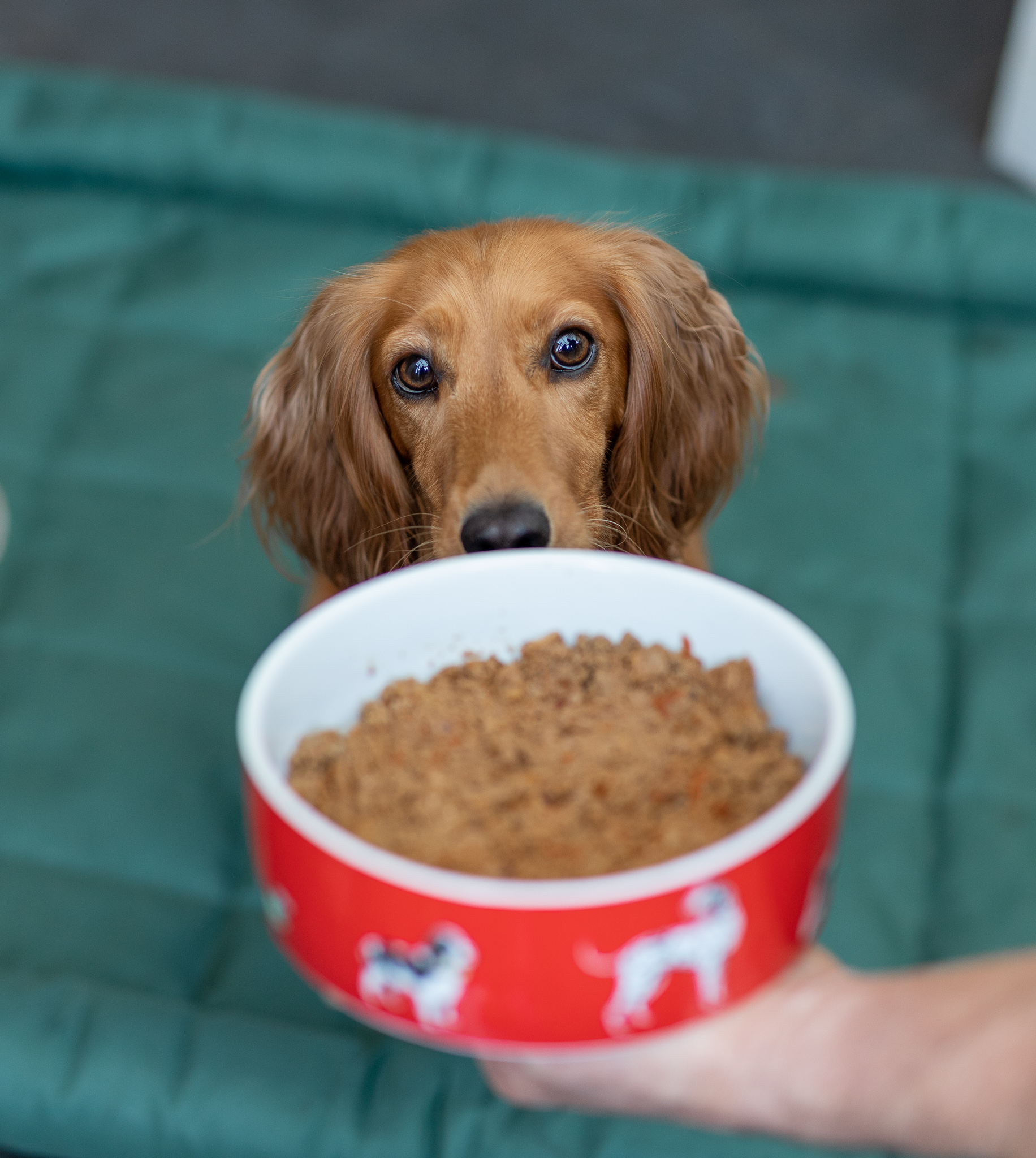 HiLife Dog Food Review – It's Only 