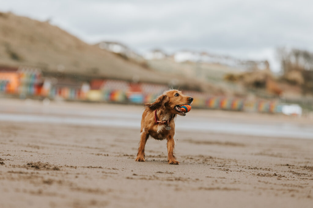 are dogs allowed at bay beach