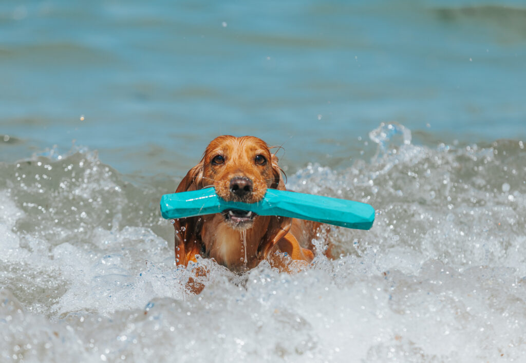 how can you keep your dog cool at the beach