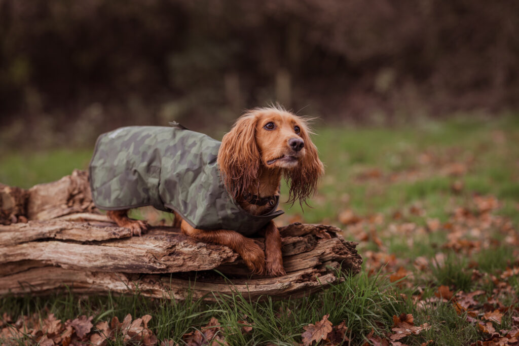 regatta arlo dog coat