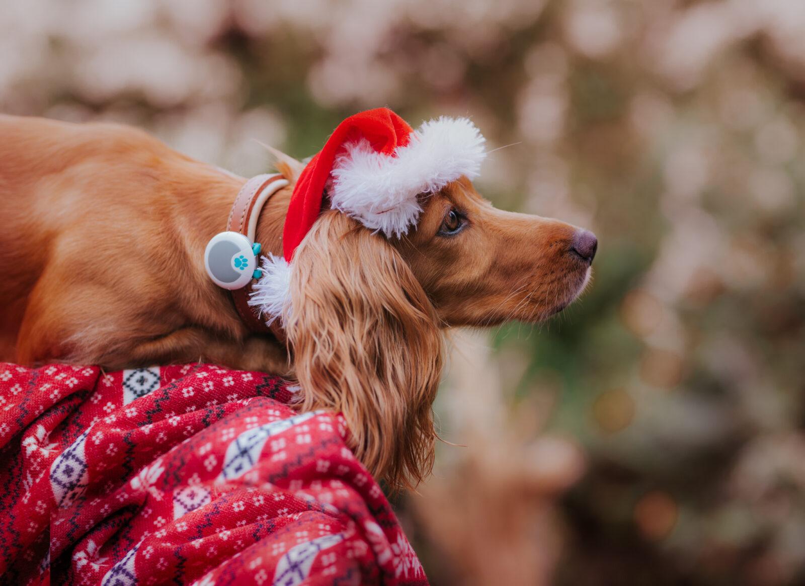 Christmas Gift List for Dogs – woofwagwalk.co.uk