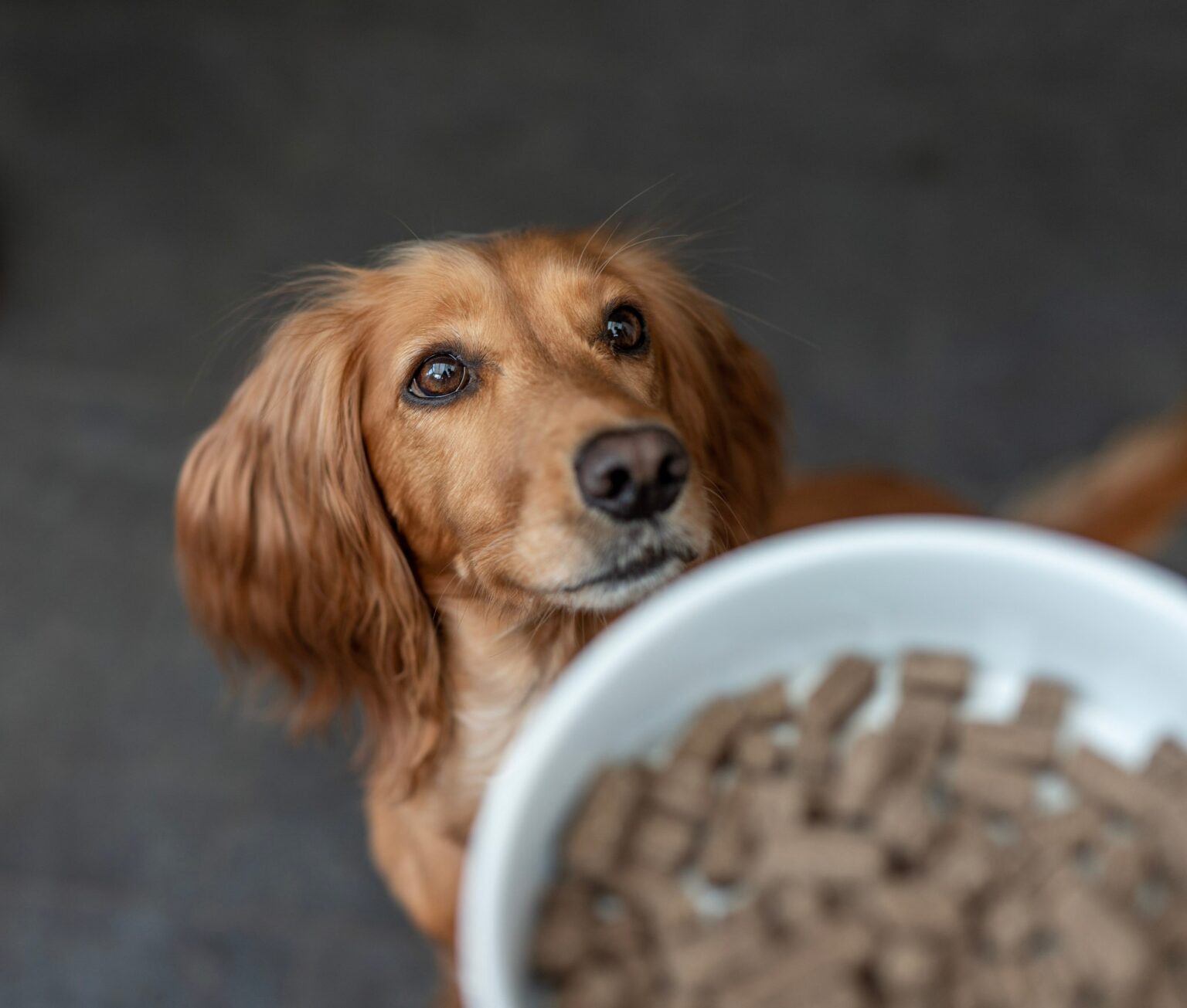 Bellfor Dog Food Review – Featuring Insect-Based Cold Pressed Dog Food – woofwagwalk.co.uk