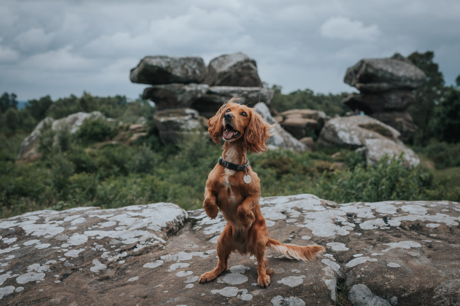 six-reasons-to-take-a-dog-friendly-holiday-in-yorkshire-woofwagwalk-co-uk