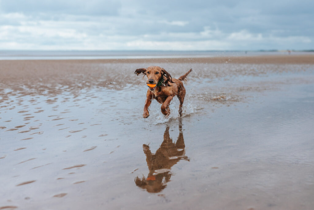 are dogs allowed on bridlington south beach