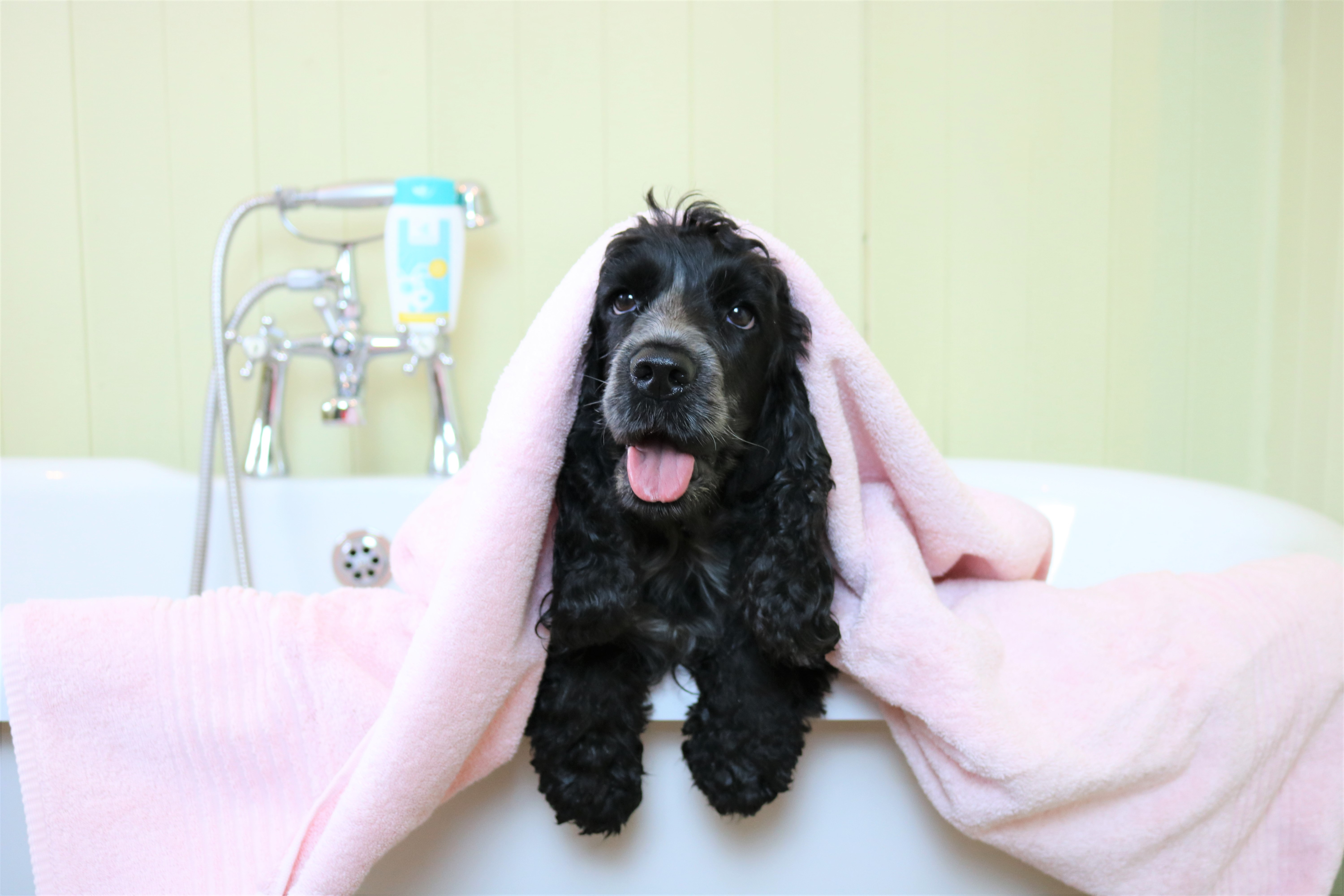 Aniderm Dog Shampoo