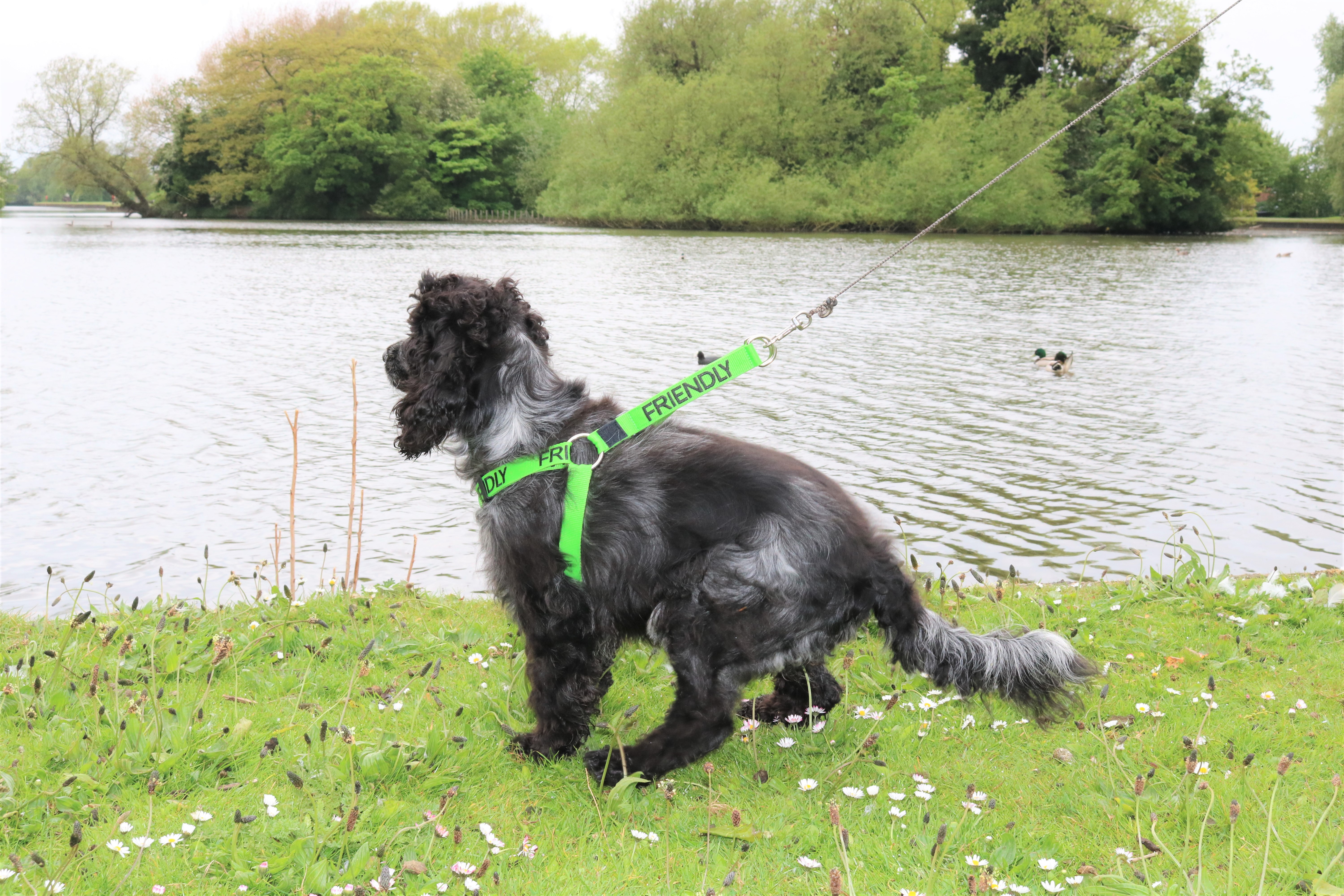 Friendly Dog Collars Non-Pull Harness