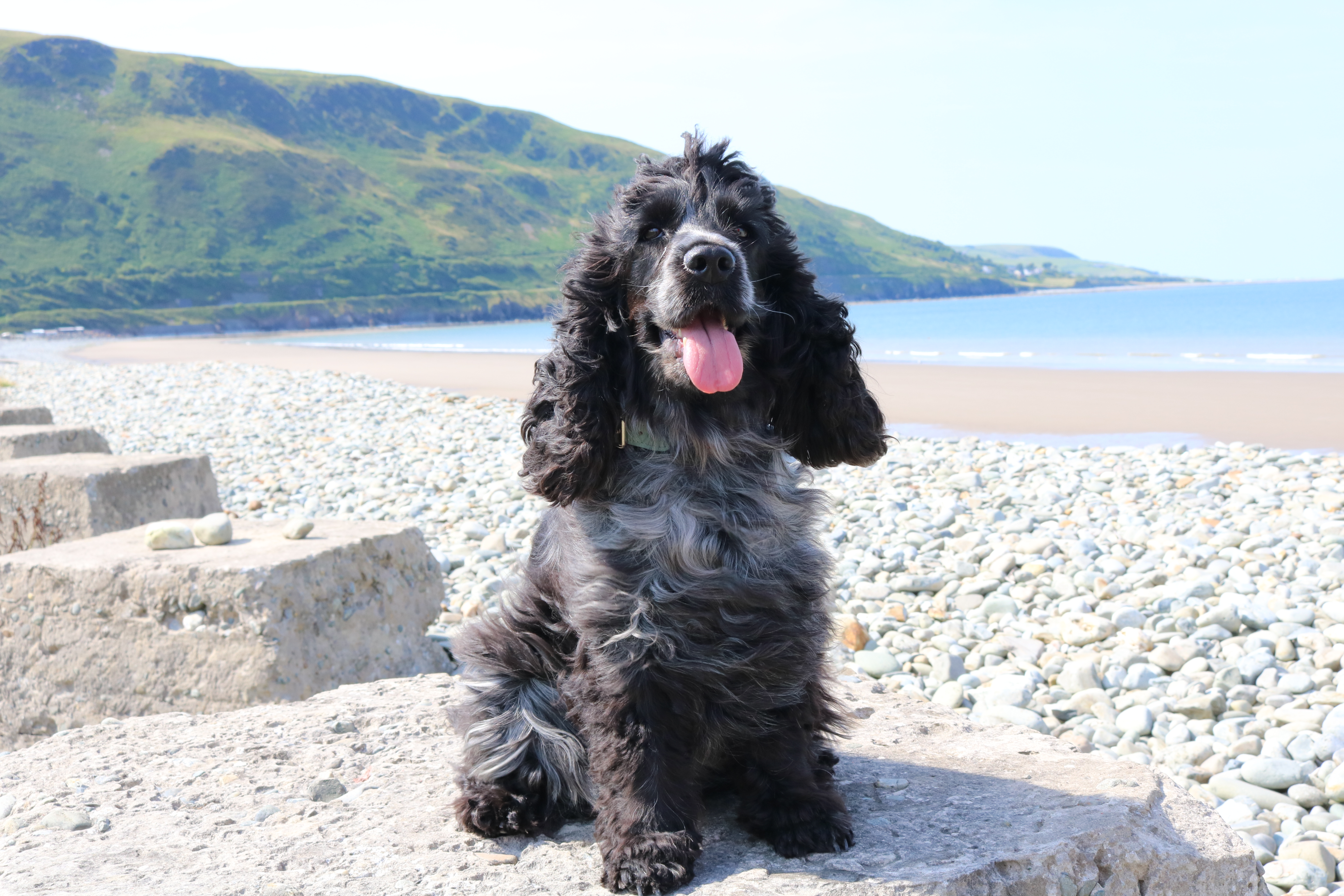 Snowdonia National Park: Coastal Towns and Dog Friendly Beaches