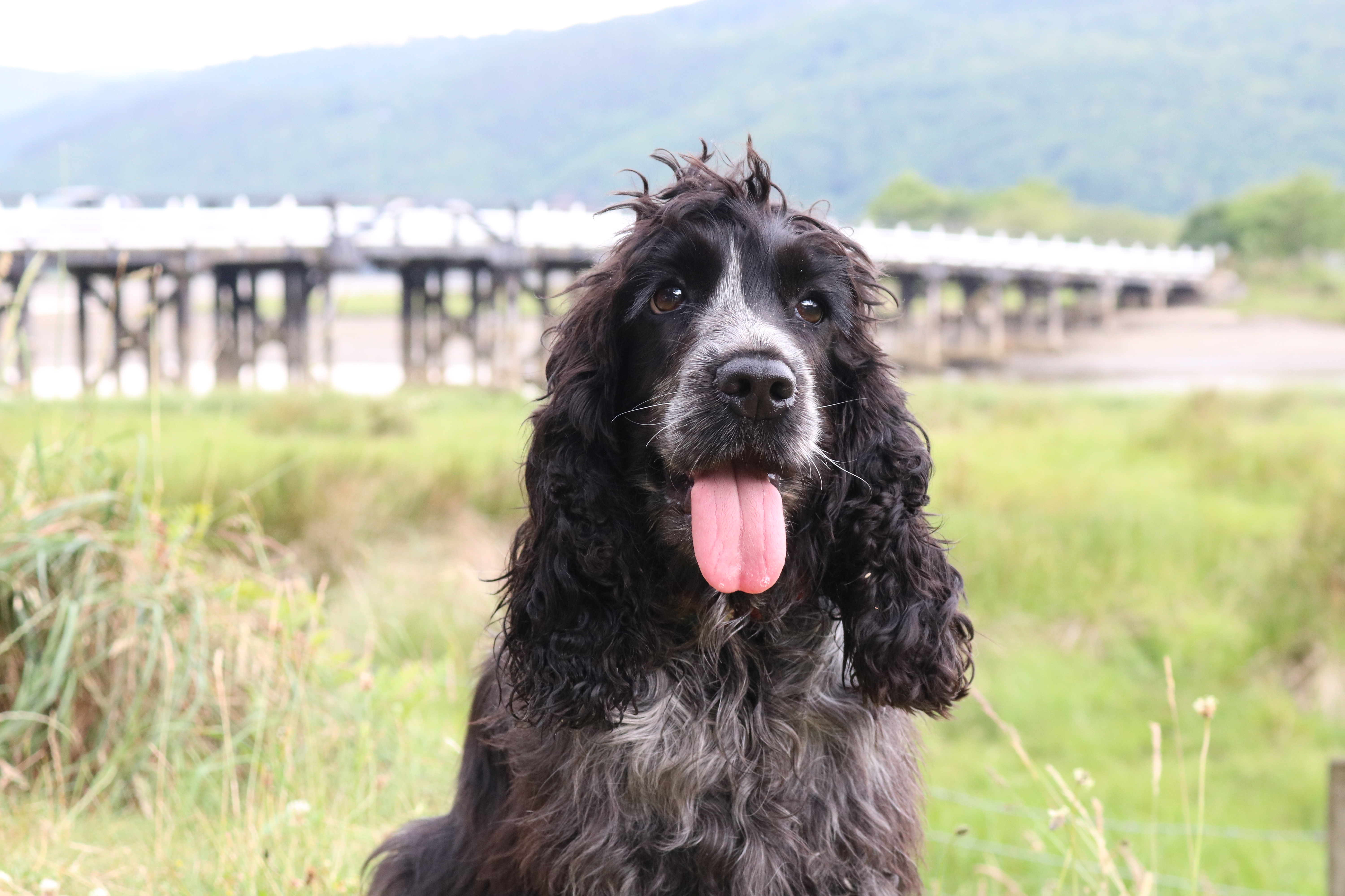 Snowdonia National Park :  Dog Friendly Dolgellau