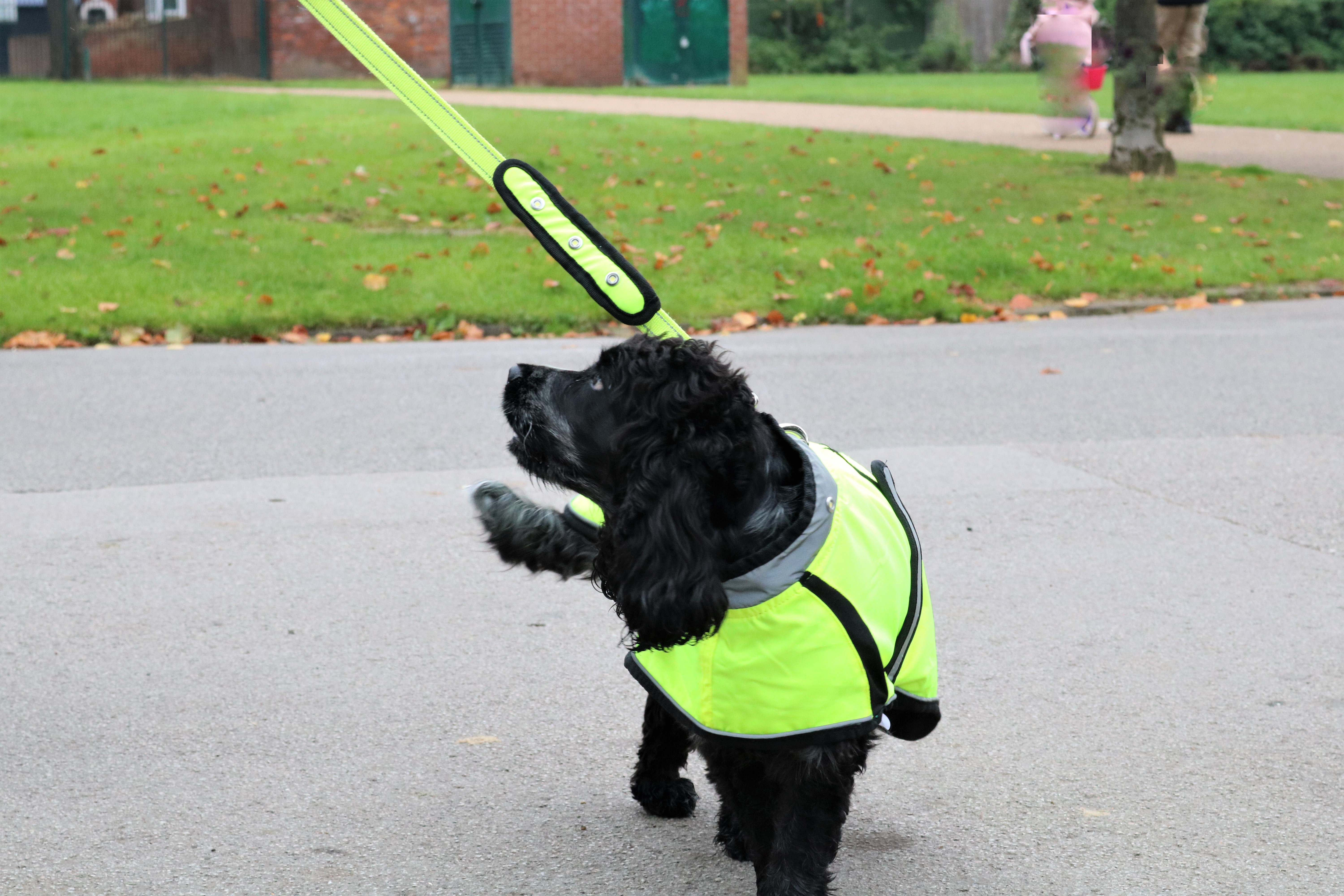 Keep your dog safe and seen with the Woofmasta Hi-Viz Dog Range