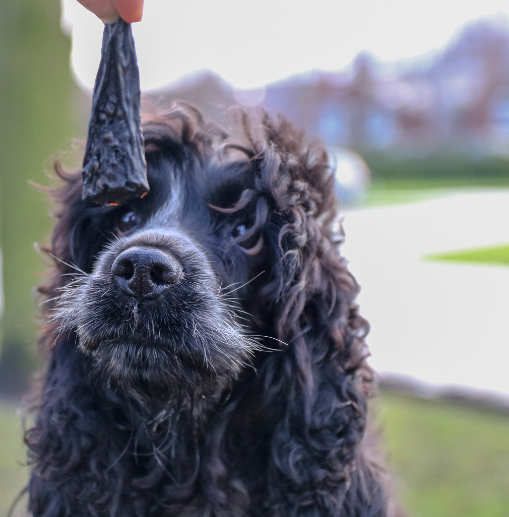 Barking Bites Dog Treats Review