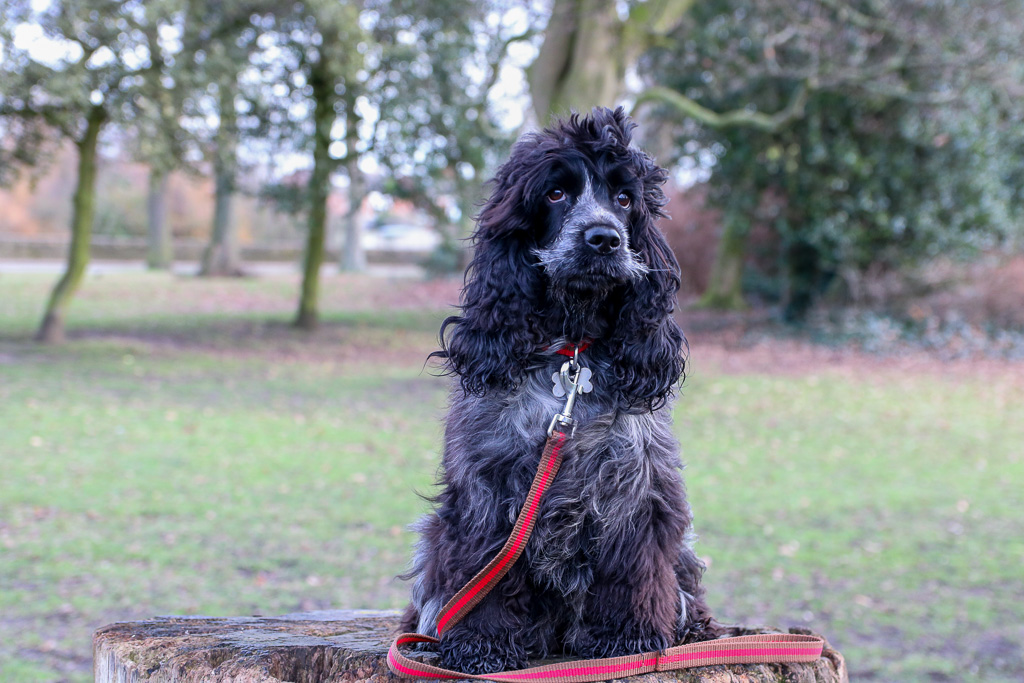 Reg&Bob A Collar and Lead Set for Dogs who want to be Dogs