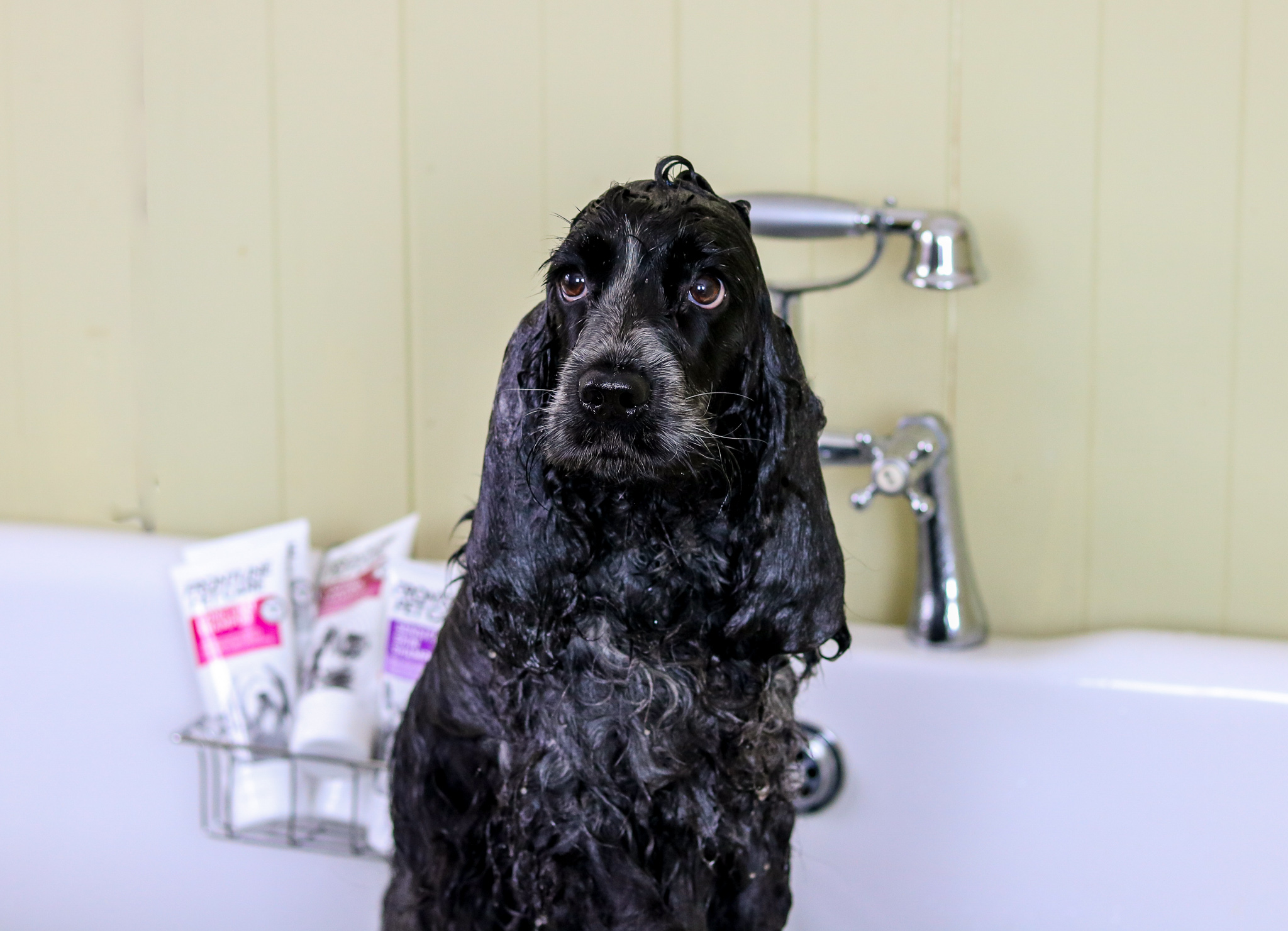 Frontline and bathing your dog best sale