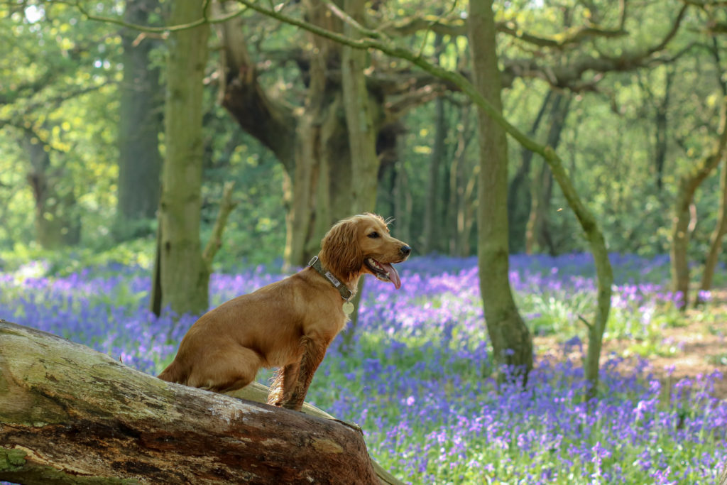 Beverley Westwood Bluebell Woods #bluebellwoods