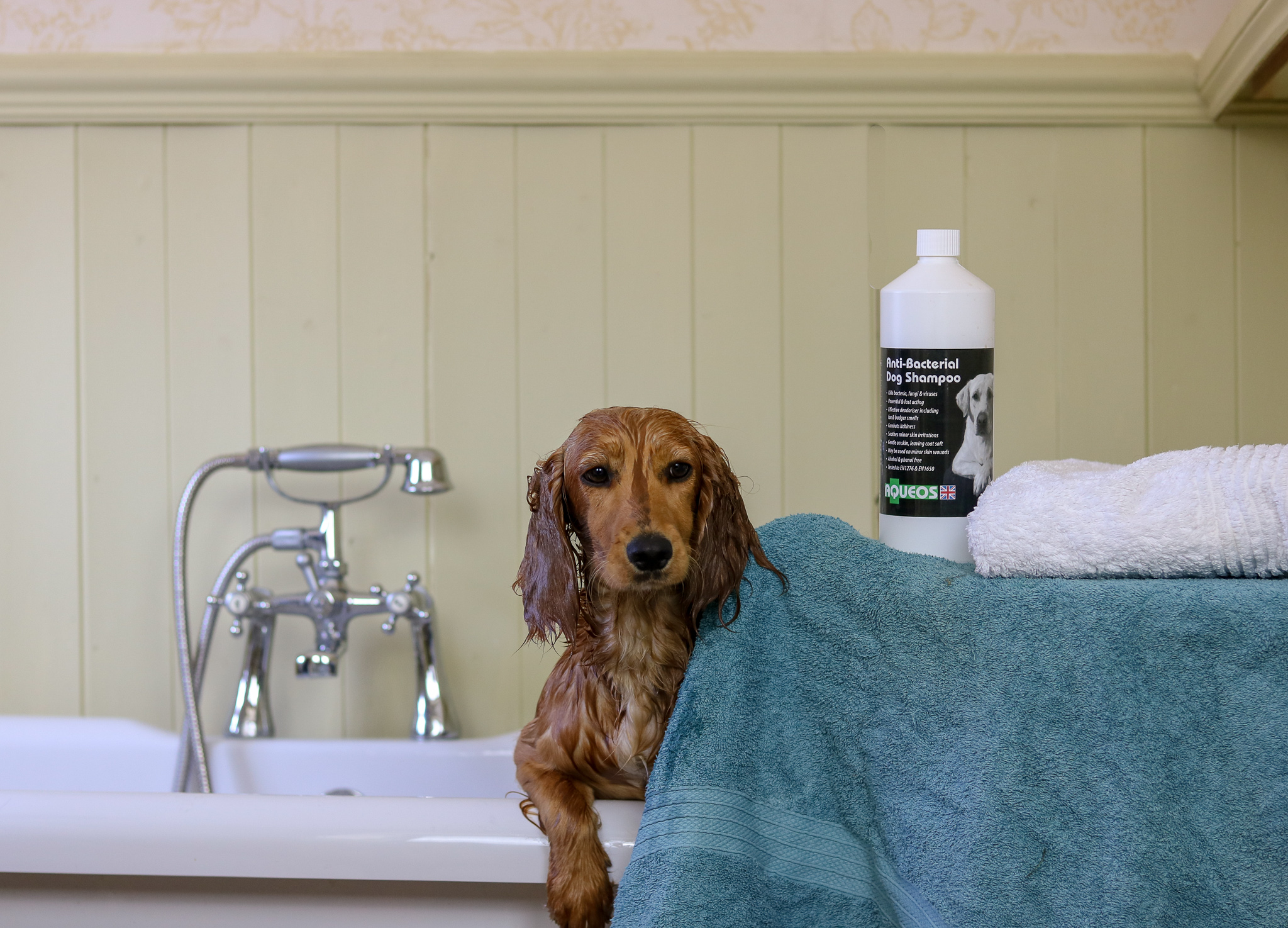 Aqueos Canine Disinfectant Products Review