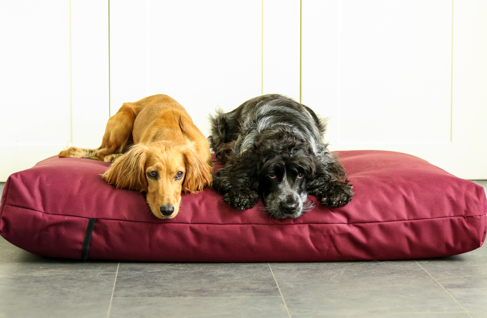 Let Sleeping Dogs Lie – Berkeley Waterproof Orthopaedic Dog Bed Review