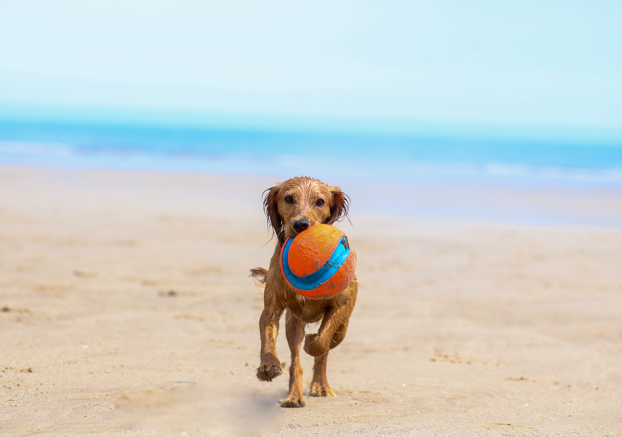 Take Your Dog on Holiday  – Why dogs benefit from a break