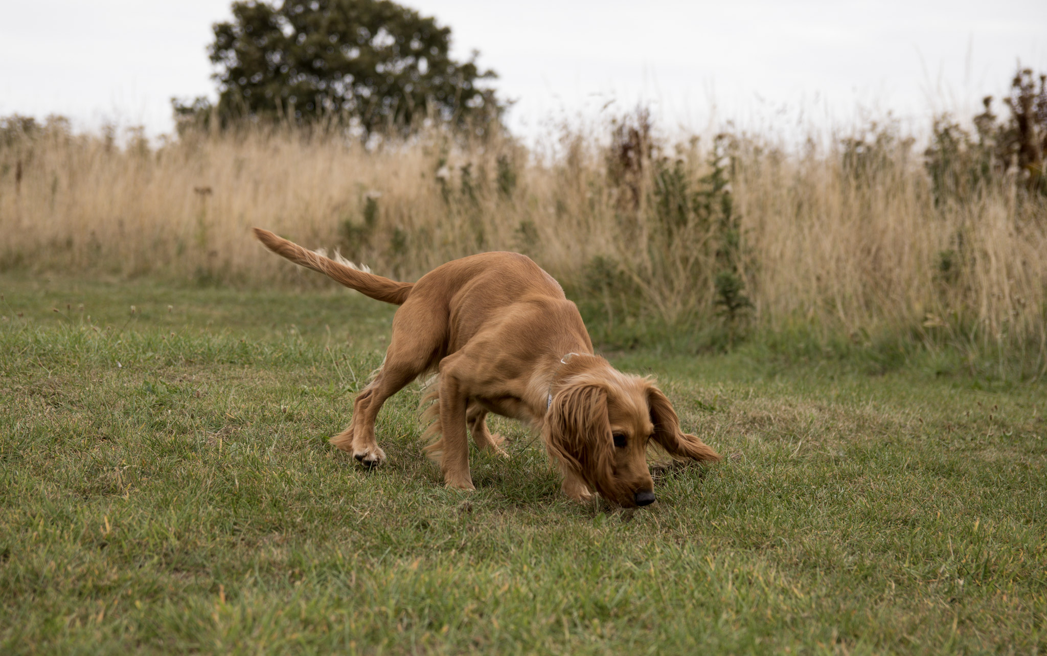 Why does your dog sniff everything?