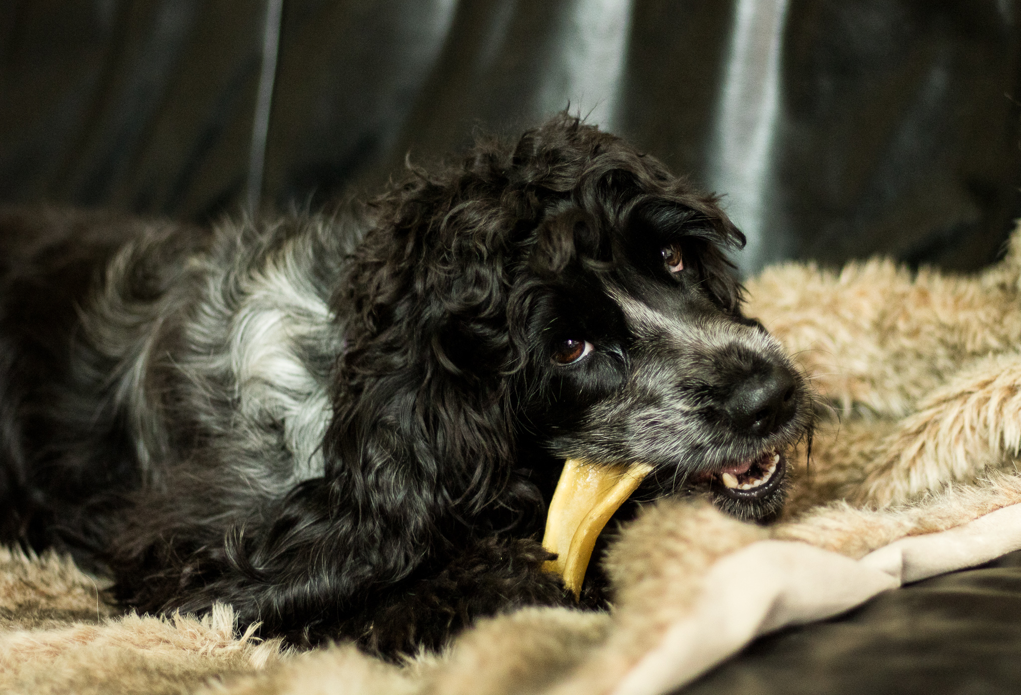 Chewing It Over – Why Natural Treats Are Best For Dogs featuring Devil Dood Direct