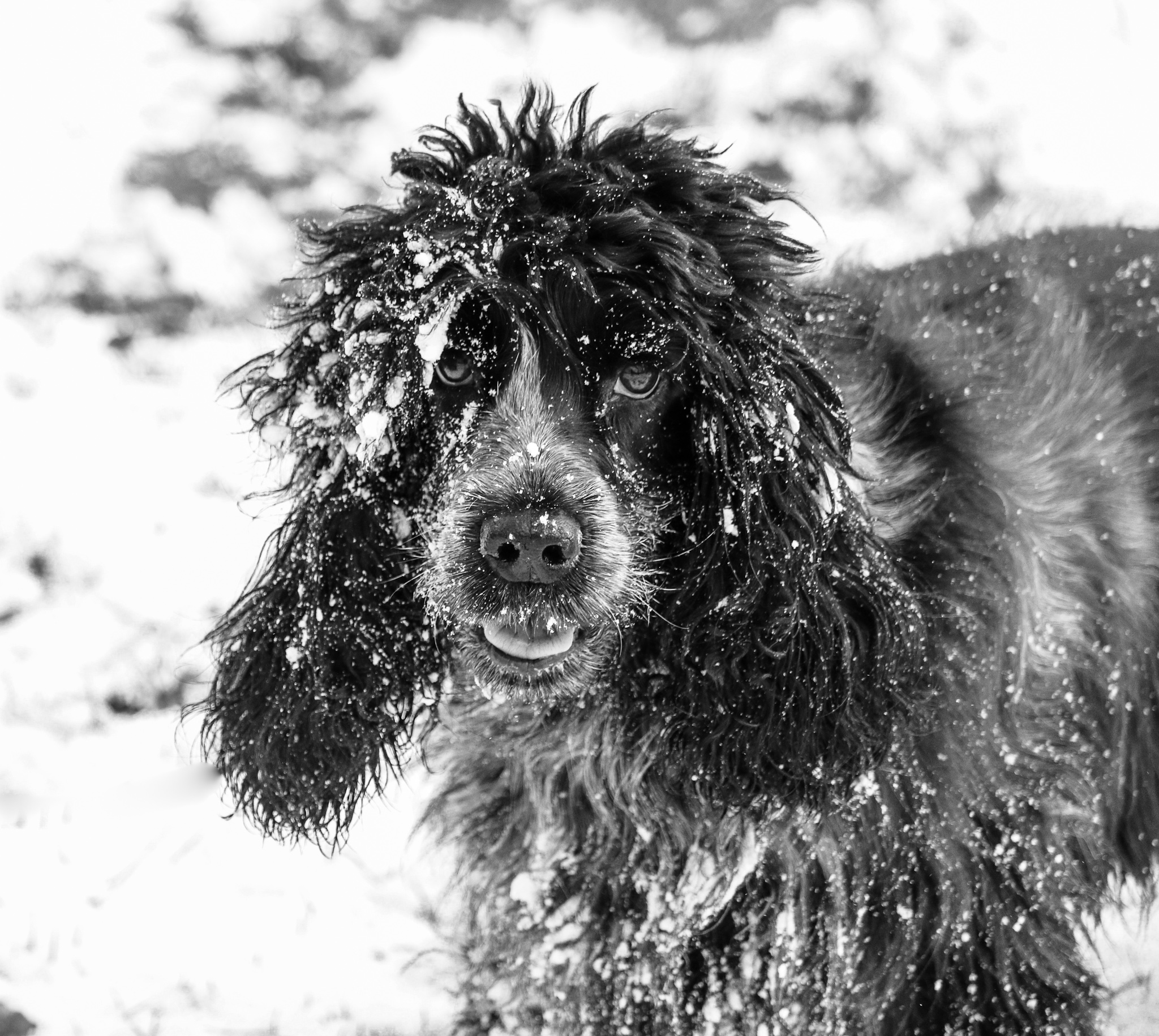 Get Your Dog Winter Ready