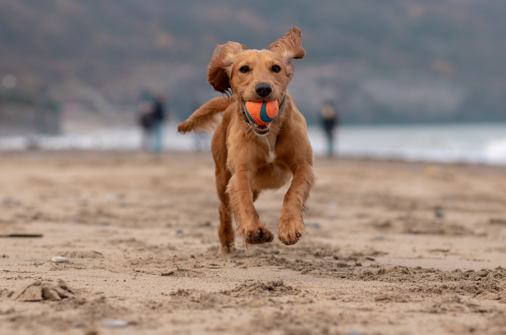 Dog Friendly North York Moors Coast