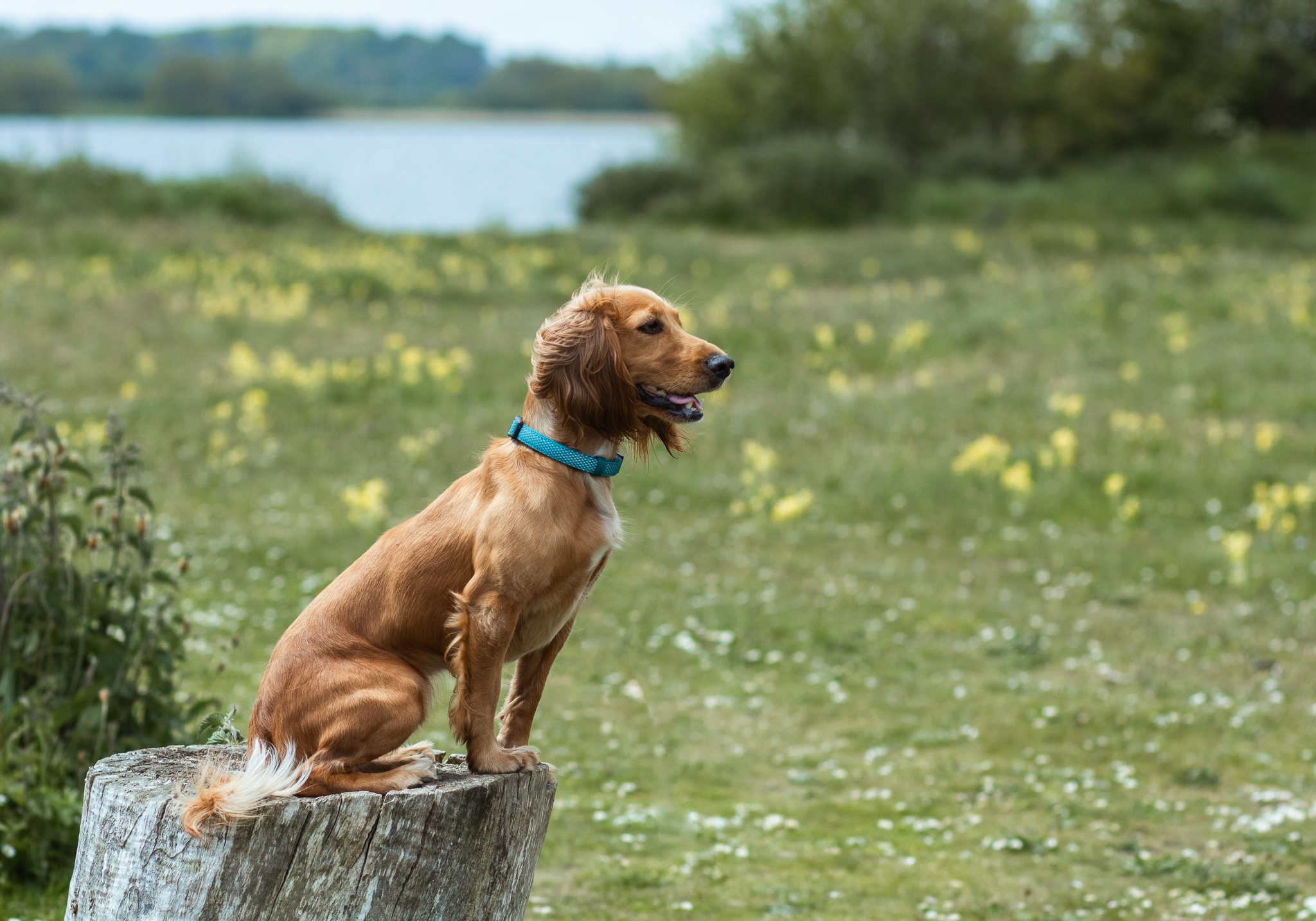 7 Great Dog Walks in East Yorkshire – woofwagwalk.co.uk