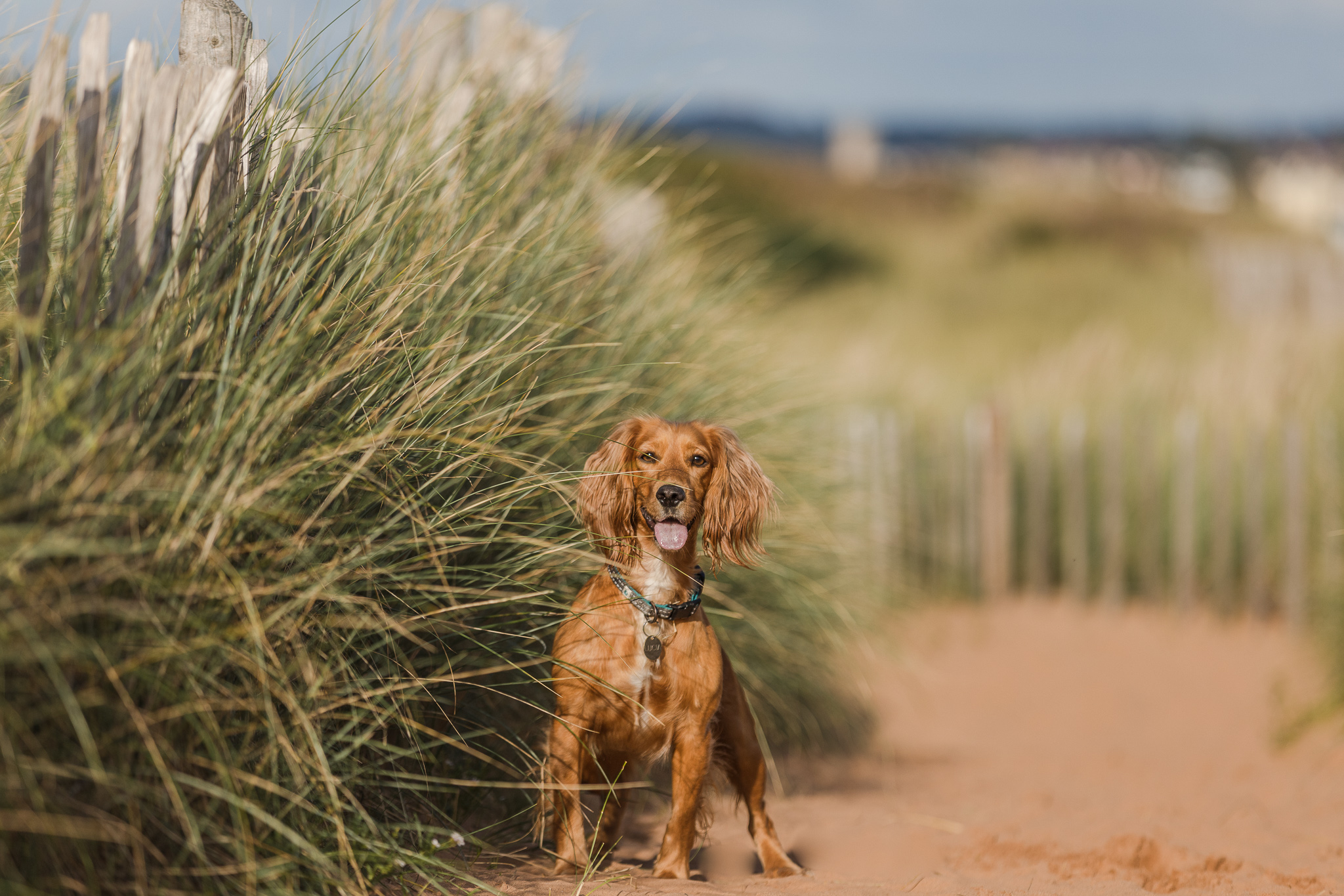 Cofton Holiday Park in Dog Friendly Devon