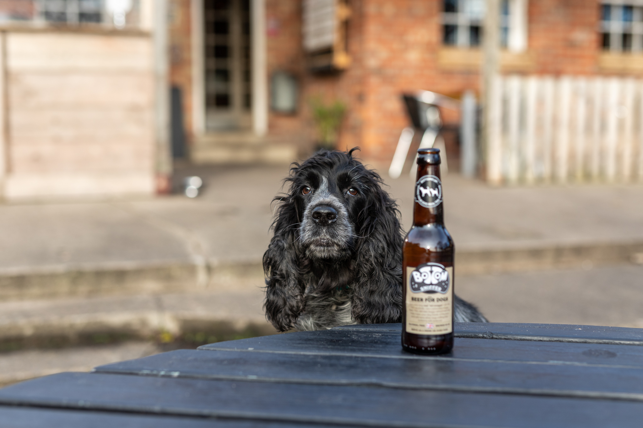 What we look for in a Dog Friendly Pub